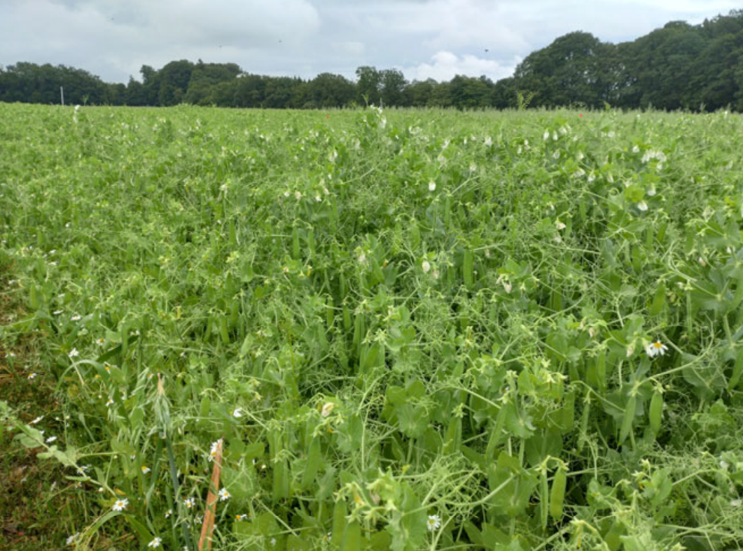 Pea Stand