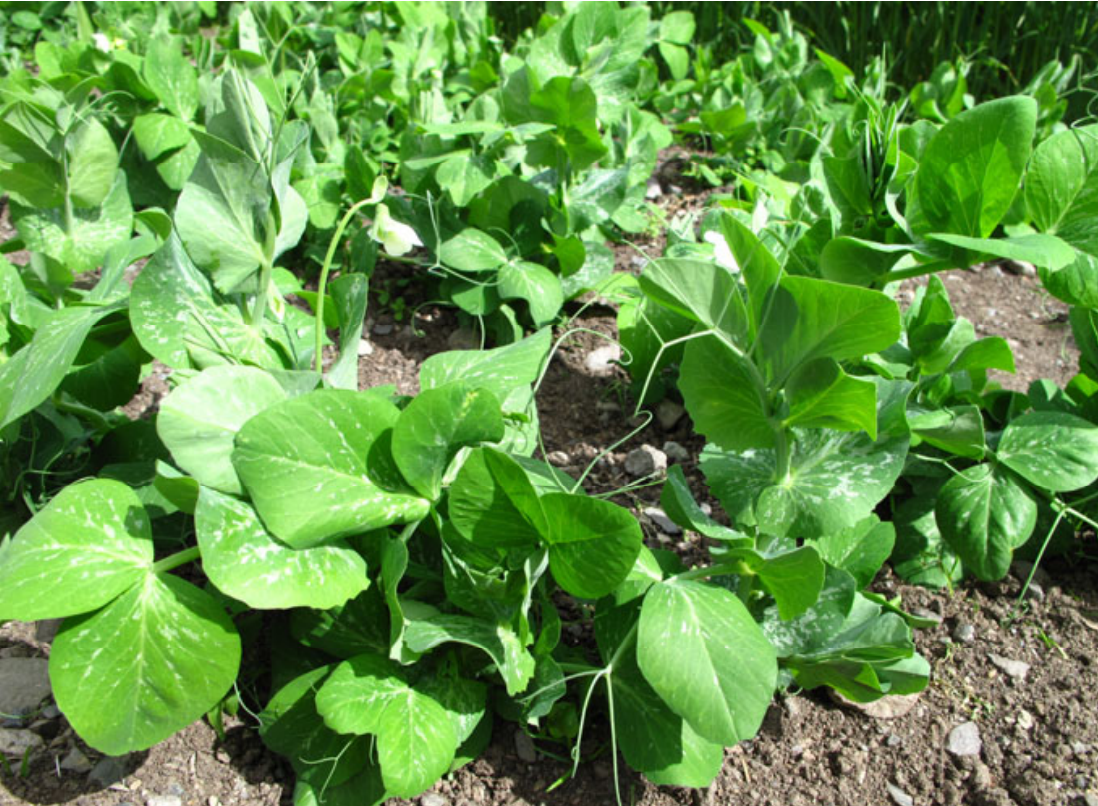 Pea Stand
