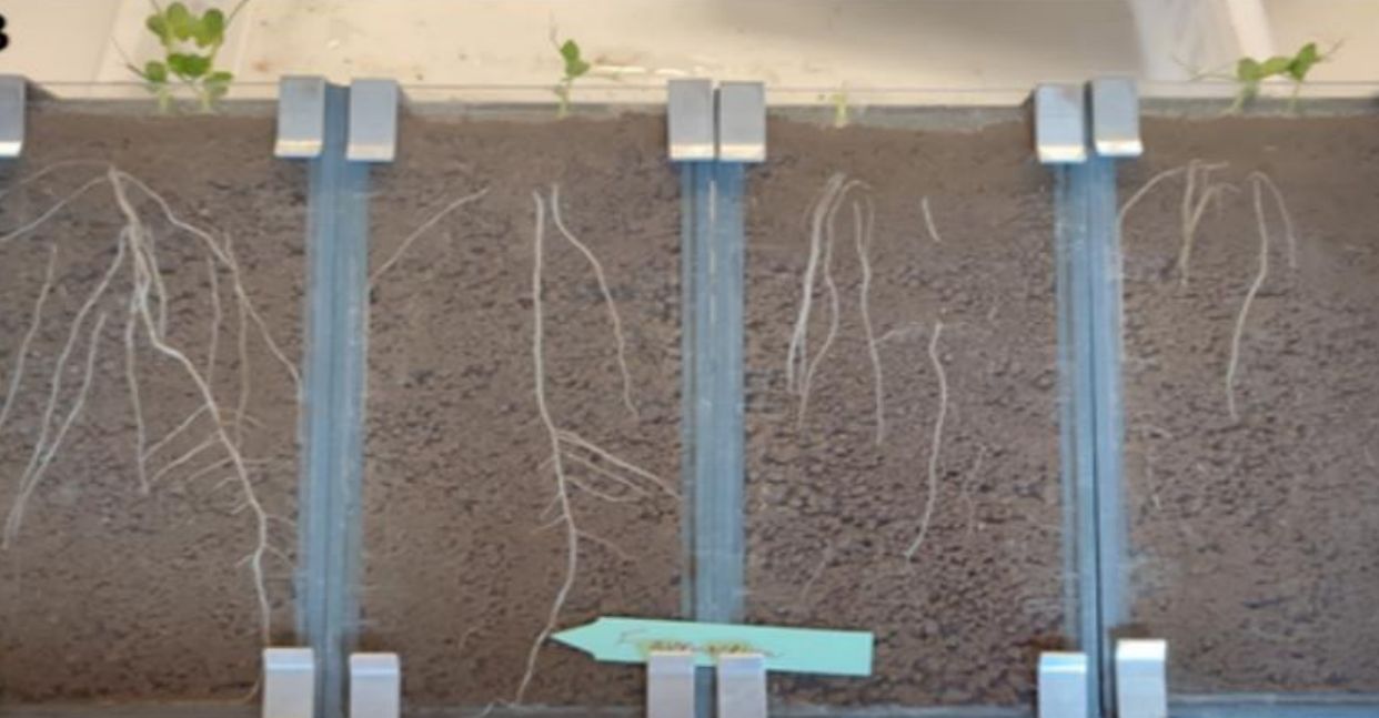 Rhizobox 2